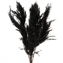 Produkt Trawa pampasowa czarna 65-75cm sucha trawa naturalna dekoracja 6 sztuk