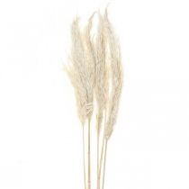Suszona trawa pampasowa Bielona sucha deco 65-75cm 6szt w pęczku