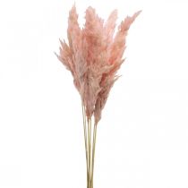 Trawa pampasowa suszona różowa florystyka sucha 65-75cm 6szt w pęczku