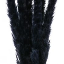 Produkt Trawa pampasowa czarna suszona sucha dekoracja L72cm 6 szt