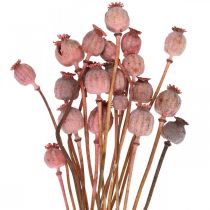 Dry Deco Poppy Kapsułki Różowy Mak Kolorowe Suszone Kwiaty 75g