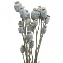 Deco Poppy Białe Suszone Kwiaty Kapsułki maku Papaver Bunch 75g