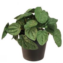 Produkt Peperomia Green Twist - Wytrzymała, ozdobna roślina doniczkowa w doniczce o średnicy 20 cm