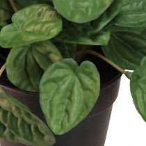 Produkt Peperomia Green Twist - Wytrzymała, ozdobna roślina doniczkowa w doniczce o średnicy 20 cm