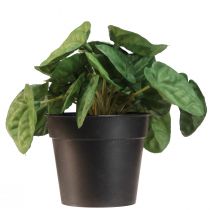 Produkt Peperomia Green Twist - Wytrzymała, ozdobna roślina doniczkowa w doniczce o średnicy 20 cm
