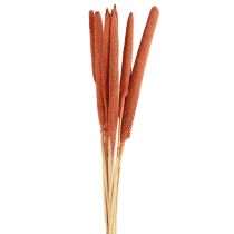 Produkt Trzciny prosa perłowego Babala proso pomarańczowe 70cm 10 szt