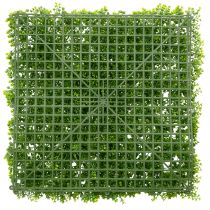 Produkt Mata z bukszpanu sztucznego 55x55 cm do dekoracyjnej aranżacji ściennej