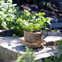 Produkt Kosz na doniczki wierzba doniczka naturalna zieleń Ø18,5cm