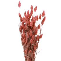 Produkt Phalaris połysk trawa suszone kwiaty różowe 64cm 70g × 2szt