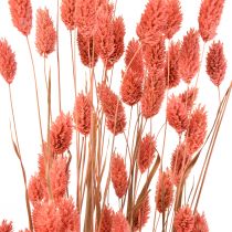 Phalaris różowa błyszcząca trawa suszona sucha dekoracja 70cm 75g