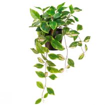 Produkt Philodendron Scindapsus z doniczką, łatwa w pielęgnacji - idealna do biura i domu 32cm