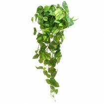 Produkt Wieszak na filodendron 80cm