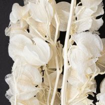 Produkt Miechunka suszona bielona, dekoracja lampionu Nicandra 75-80cm 100g