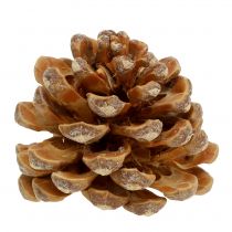 Szyszki Pinus Pinea szyszki kremowe mieszane 5-18cm 25szt