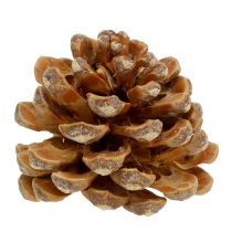 Produkt Szyszki Pinus Pinea szyszki kremowe mieszane 5-18cm 25szt