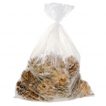 Produkt Szyszki Pinus Pinea szyszki kremowe mieszane 5-18cm 25 szt