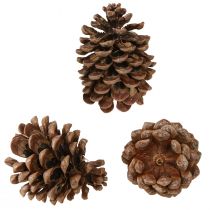 Produkt Pinus Pinea Prawdziwe Szyszki Duża Naturalna Sosna W10-12cm 50 szt