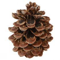 Produkt Pinus Pinea Prawdziwe Szyszki Duża Naturalna Sosna W10-12cm 50 szt