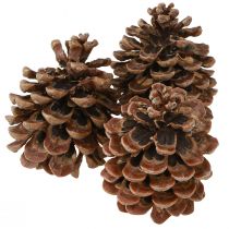 Produkt Pinus Pinea Prawdziwe Szyszki Duża Naturalna Sosna W10-12cm 50 szt