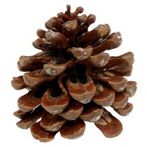 Pinus Sosna średnia 10/14cm naturalna 50szt