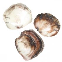 Muszle Capiz, naturalne muszle małży, przedmioty naturalne Perłowy fioletowy 4–16 cm 430 g