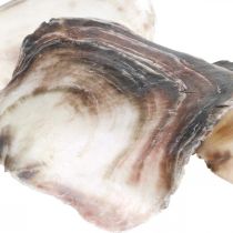 Muszle Capiz, naturalne muszle małży, przedmioty naturalne Perłowy fioletowy 4–16 cm 430 g