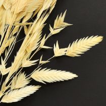 Produkt Trawa płaskokłosa Chasmantium Champagne 70cm 10 szt.