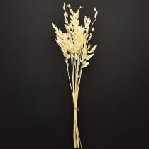 Produkt Trawa płaskokłosa Chasmantium Champagne 70cm 10 szt.