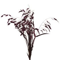 Produkt Trawa płaskoucha sucha Chasmantium fioletowa 70cm 10 szt.