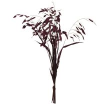 Produkt Trawa płaskoucha sucha Chasmantium fioletowa 70cm 10 szt.