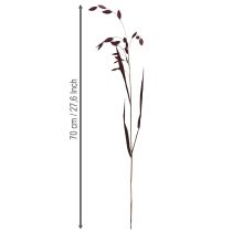 Produkt Trawa płaskoucha sucha Chasmantium fioletowa 70cm 10 szt.