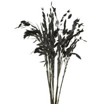 Produkt Trawa płaskokłosa sucha Chasmantium Black 70cm 10 szt.