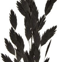 Produkt Trawa płaskokłosa sucha Chasmantium Black 70cm 10 szt.