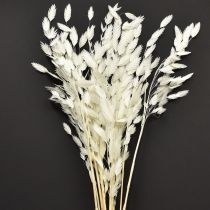 Produkt Trawa płaskoucha sucha Chasmantium białe 70cm 10 szt.