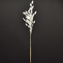 Produkt Trawa płaskoucha sucha Chasmantium białe 70cm 10 szt.