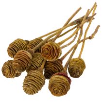 Produkt Krem Platyspermum 1-3, 50 główek