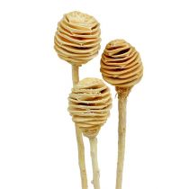 Produkt Platyspermum bielona 25 szt