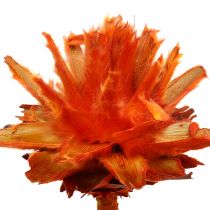 Plumosum 1 Pomarańczowy 25szt