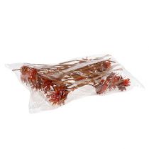 Produkt Plumosum 1 Pomarańcza 25 szt