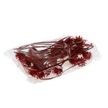 Produkt Plumosum 1 Czerwony 25 szt