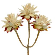 Leucospermum 1-3 Mieszanka kremów 100 główek