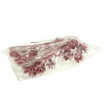 Produkt Leucospermum 1 jeżyna mrożona 25 szt