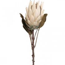Protea Sztucznie Zwiędły Drylook Beżowy Brązowy Zielony 72cm