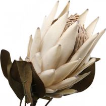 Protea Sztucznie Zwiędły Drylook Beżowy Brązowy Zielony 72cm