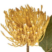 Produkt Protea sztuczna Leucospermum igielnik żółty 30cm 6 szt.