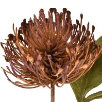 Produkt Protea sztuczna igielnica Leucospermum fioletowa 30cm 6 szt.
