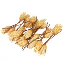 Produkt Krem proteinowy suszony Repens I wybór 10-12cm 25 szt