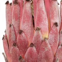 Sztuczna Protea Czerwona Egzotyczny sztuczny kwiat W55cm
