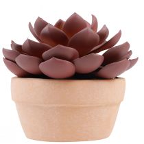 Produkt Sukulent w doniczce Echeveria sztuczna czerwona Ø15cm
