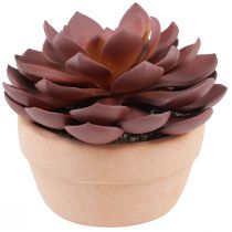 Produkt Sukulent w doniczce Echeveria sztuczna czerwona Ø15cm